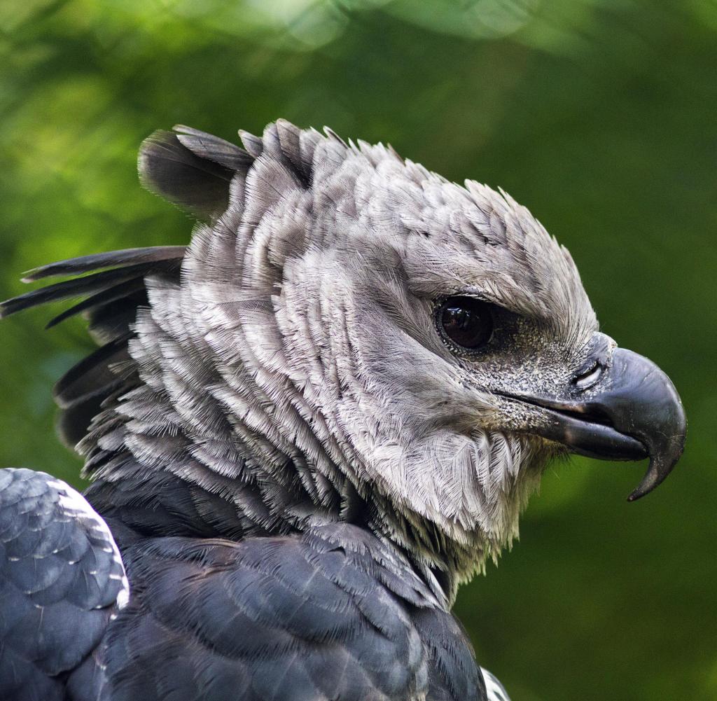 Lower Saxony: A harpy can now be admired in the Walsrode bird park