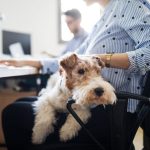 Dogs at work: With the four-legged friend in the office