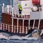 Iceland suspends whaling