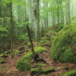 Nature: “You hardly meet hikers in German forests”