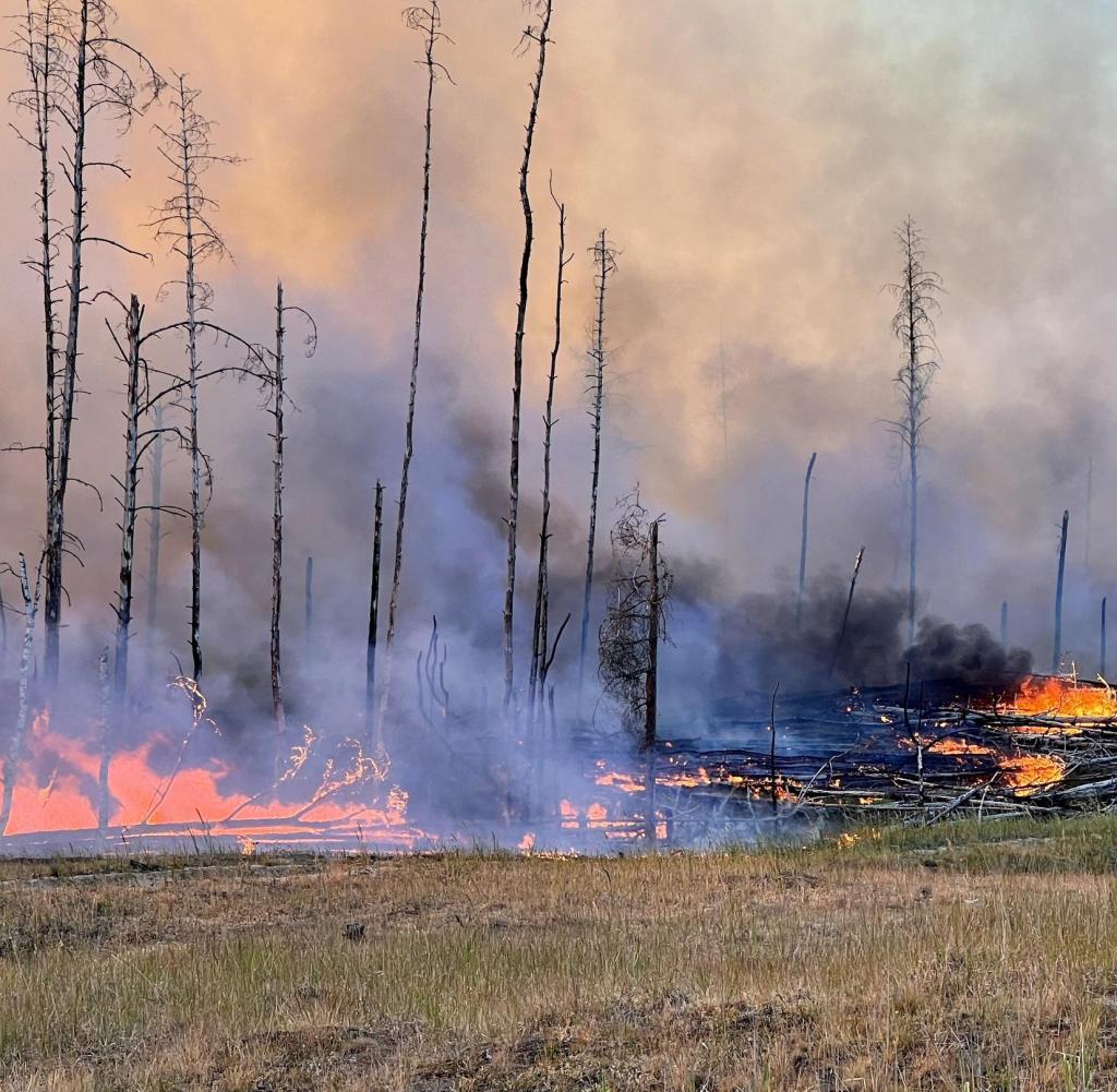 Charred trees are seen during a fire.  Fires broke out on Monday at two former military training areas in south-western Mecklenburg.  +++ dpa picture radio +++