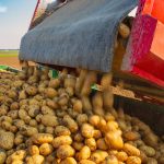 Potato prices are particularly high this year