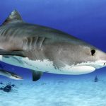 Sharks: How to protect yourself from the fish when swimming on vacation