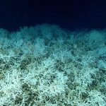 Huge coral reef discovered in the deep sea