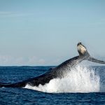 Indigenous people declare whales legal persons