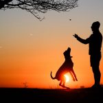 Properly secure your own pets