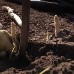 Why the asparagus is a "luxury vegetables"