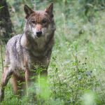 EU Parliament votes for lighter wolf shot