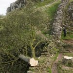 Guilt in the process of "Robin Hood" tree