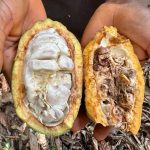 Is the ivory coast of the cocoa preserved?