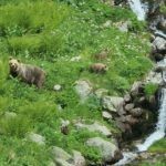 Slovakly army takes action against brown bears